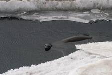 Seal at hut point.JPG